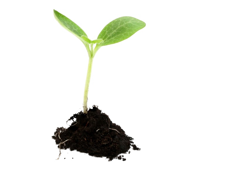 Growing Plant Image Free Transparent Image HD Transparent PNG Image