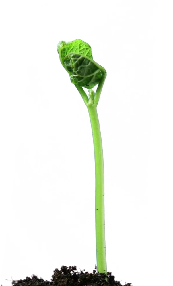 Growing Plant Free HQ Image Transparent PNG Image