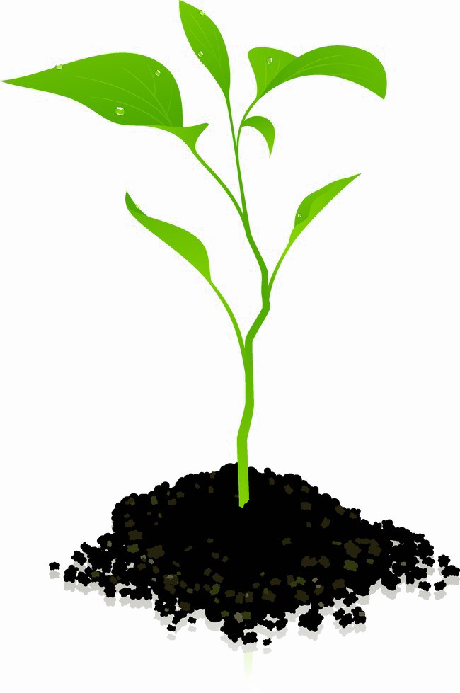 Growing Plant Photos PNG Download Free Transparent PNG Image