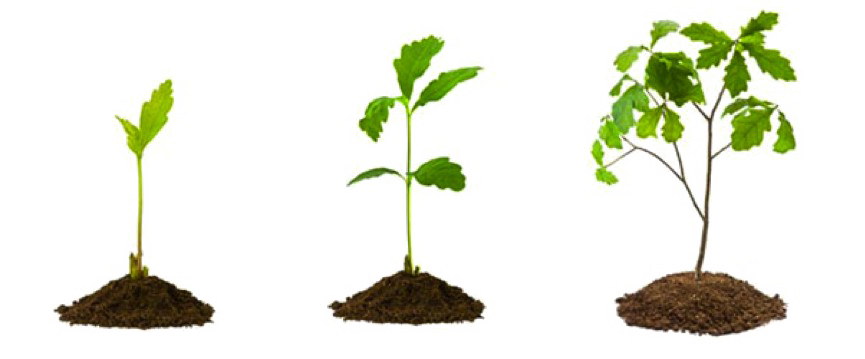 Growing Plant Picture Free Transparent Image HD Transparent PNG Image