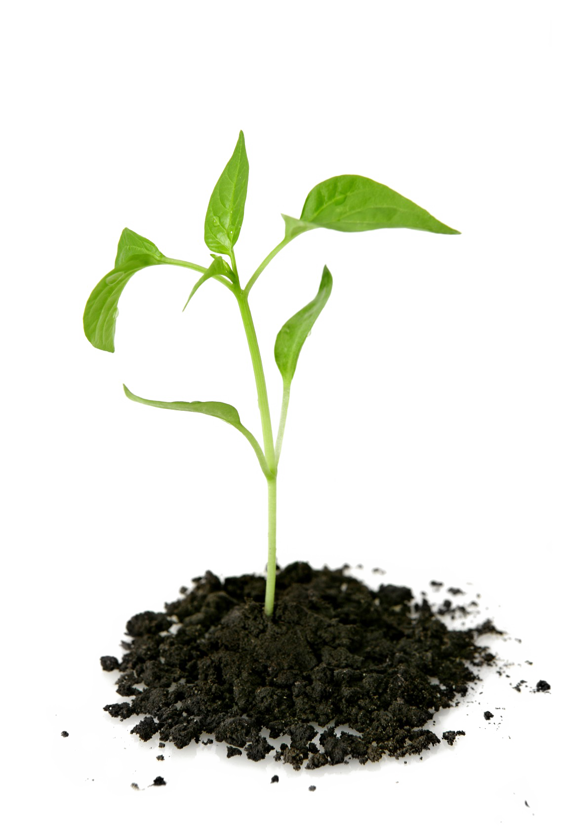 Growing Plant Picture Free Clipart HQ Transparent PNG Image