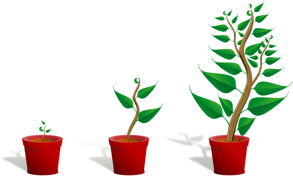 Growing Plant HD Image Free PNG Transparent PNG Image