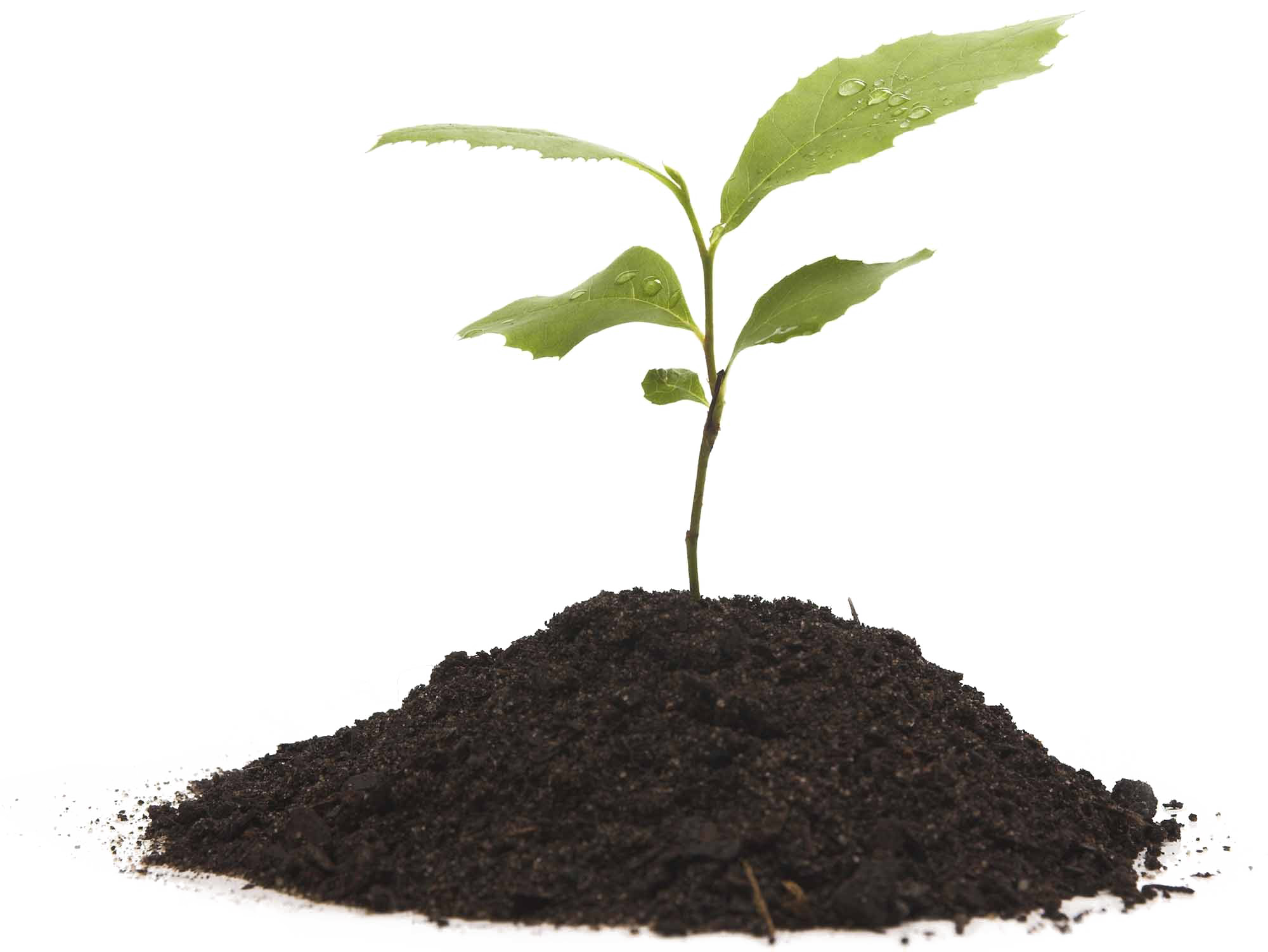 Growing Plant Free HD Image Transparent PNG Image