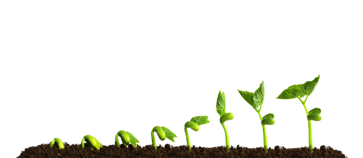 Growing Plant Free Clipart HQ Transparent PNG Image