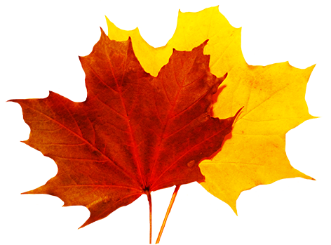 Falling Leaf Download HQ Image Free PNG Transparent PNG Image