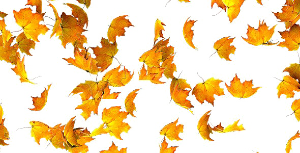 Falling Leaf Download Free Image Transparent PNG Image