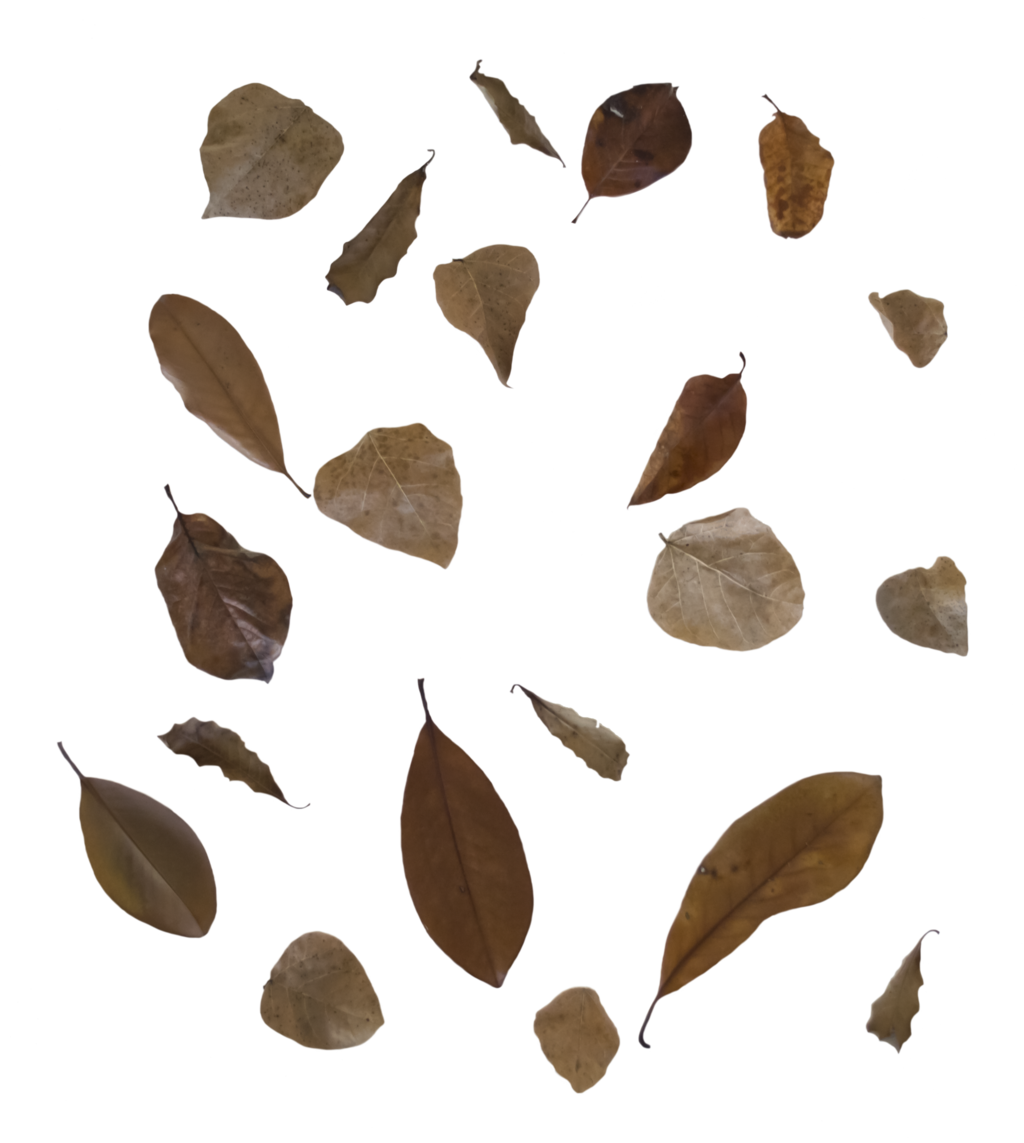 Falling Leaf Image Free PNG HQ Transparent PNG Image