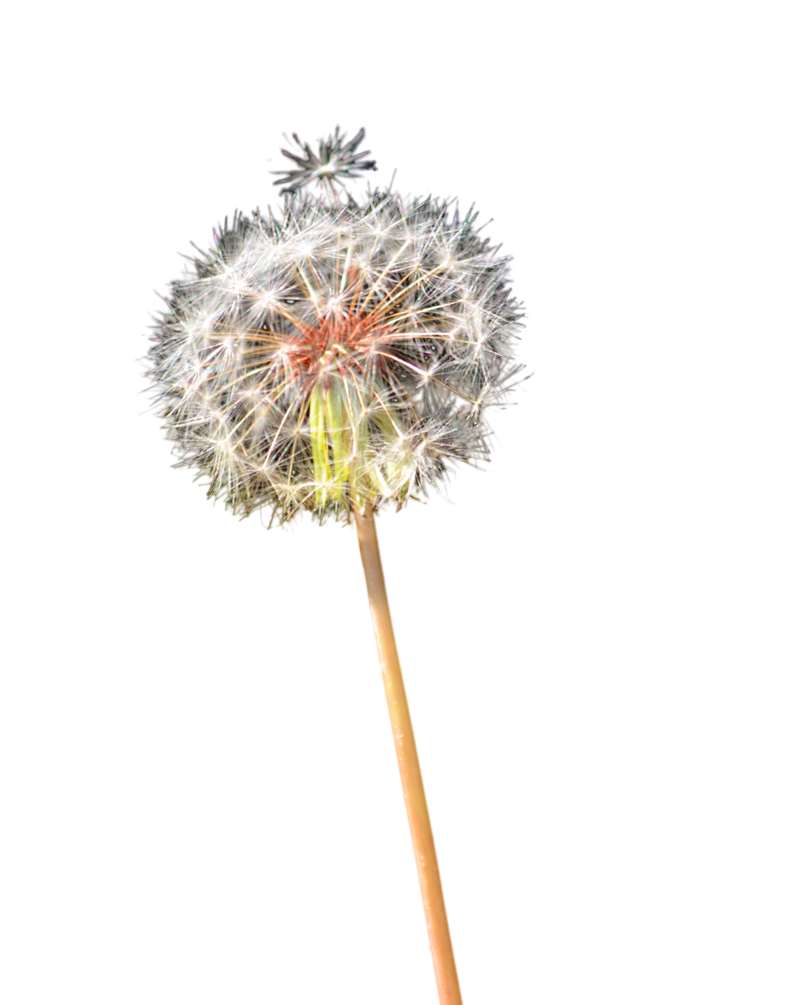 Colored Dandelion Free HD Image Transparent PNG Image