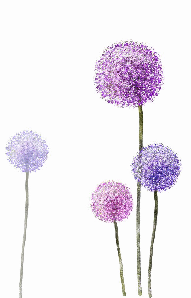 Colored Dandelion Photos PNG Download Free Transparent PNG Image