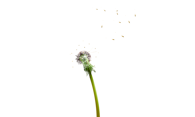 Colored Dandelion Free Download PNG HD Transparent PNG Image