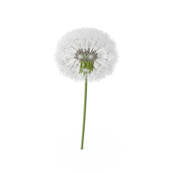 Colored Dandelion Image HQ Image Free PNG Transparent PNG Image