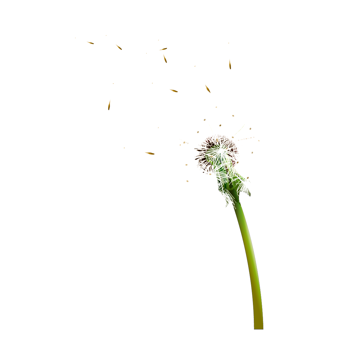 Colored Dandelion HD Image Free PNG Transparent PNG Image