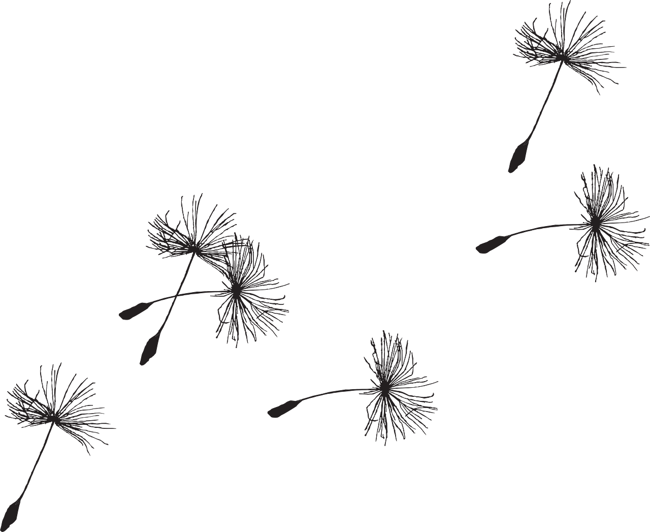 Dandelion Picture Free HD Image Transparent PNG Image