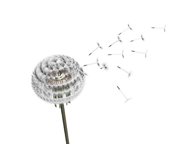 Dandelion Free HQ Image Transparent PNG Image