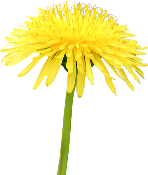 Yellow Dandelion Free HQ Image Transparent PNG Image