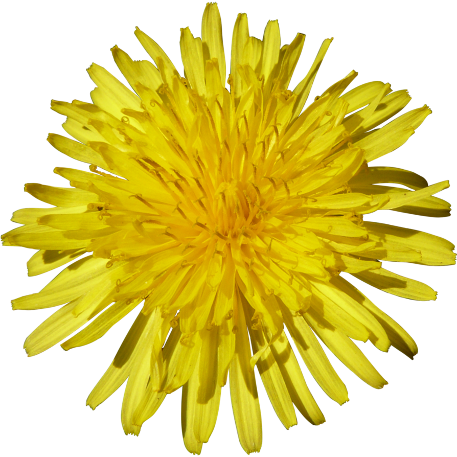 Yellow Dandelion Download Free HQ Image Transparent PNG Image