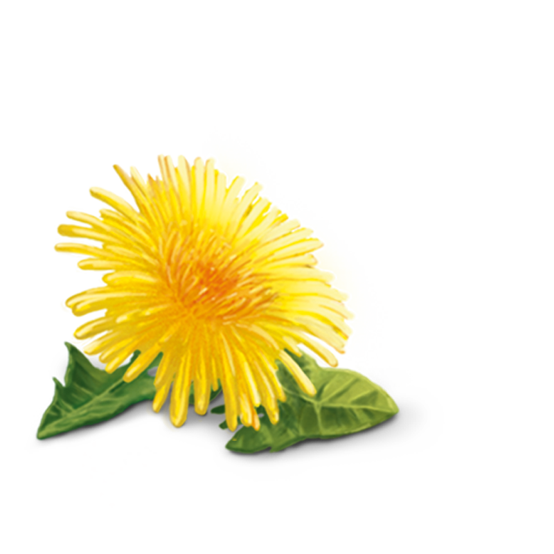 Yellow Dandelion HD PNG Image High Quality Transparent PNG Image