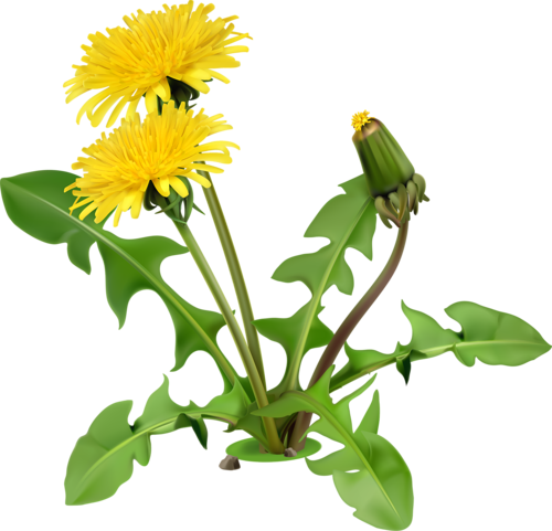 Yellow Dandelion Image Download HD PNG Transparent PNG Image