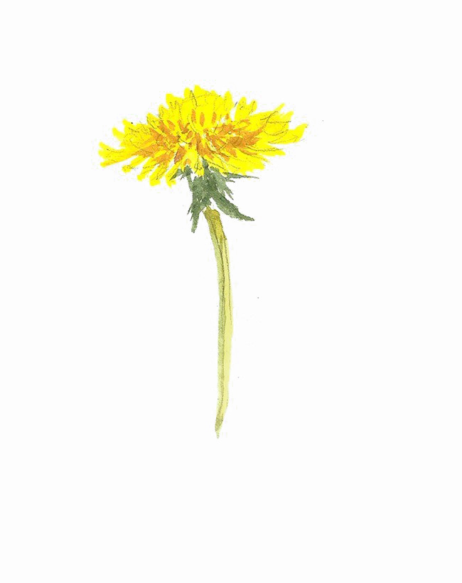 Yellow Dandelion Photos Download HD PNG Transparent PNG Image