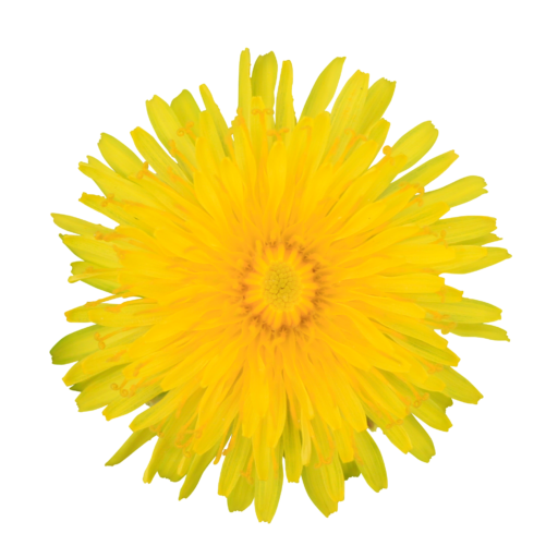 Yellow Dandelion Download Free Image Transparent PNG Image