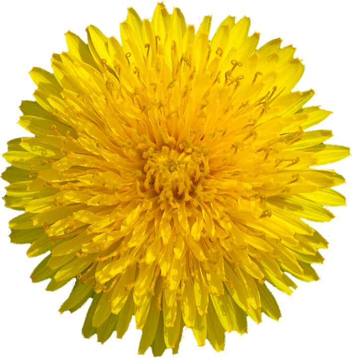 Yellow Dandelion Image PNG Free Photo Transparent PNG Image