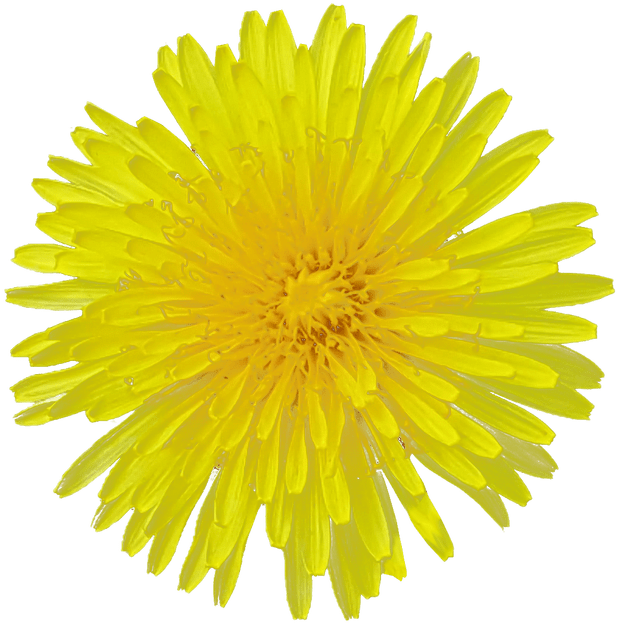 Yellow Dandelion Free PNG HQ Transparent PNG Image