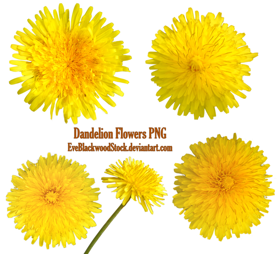 Yellow Dandelion Free Clipart HQ Transparent PNG Image