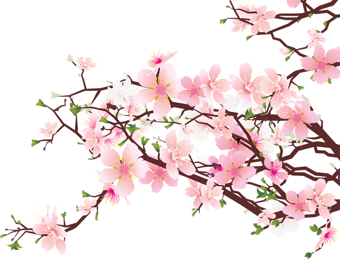 Japanese Flowering Cherry Download Free Image Transparent PNG Image