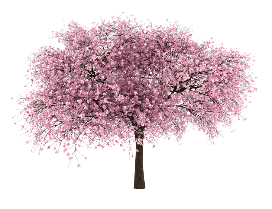 Japanese Flowering Cherry HD Image Free PNG Transparent PNG Image