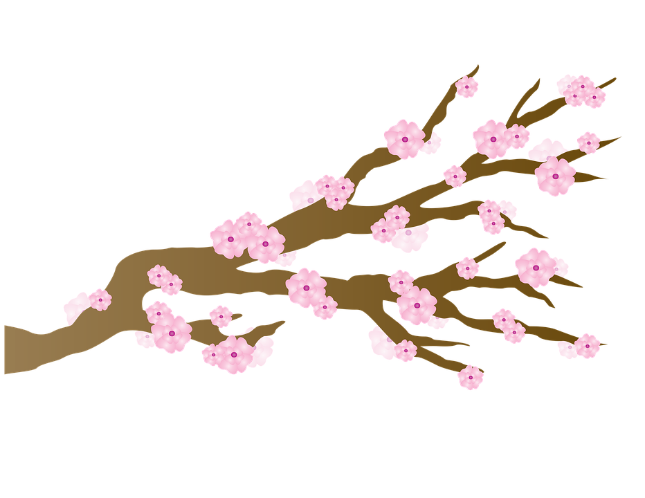 Japanese Flowering Cherry HD Free Photo PNG Transparent PNG Image