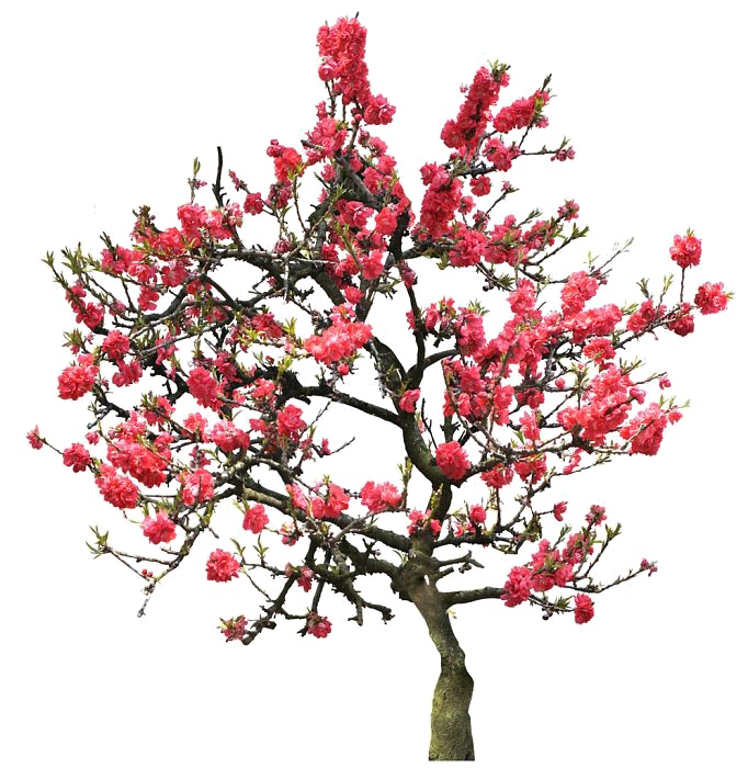 Japanese Flowering Cherry Image Free Clipart HD Transparent PNG Image