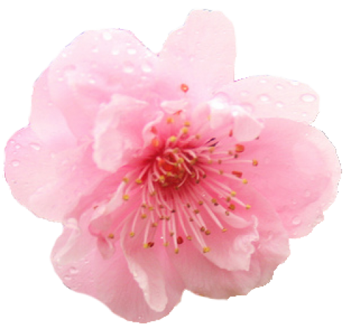 Japanese Flowering Cherry PNG Download Free Transparent PNG Image