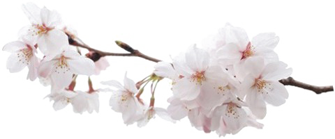 Japanese Flowering Cherry Free PNG HQ Transparent PNG Image