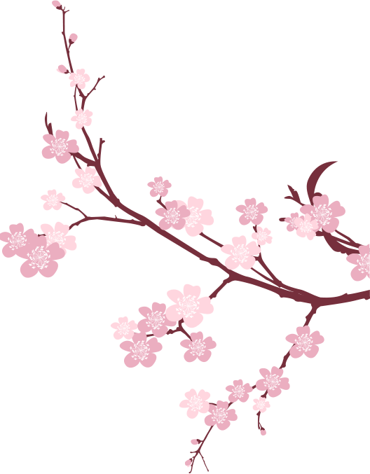 Japanese Flowering Cherry Picture Free HD Image Transparent PNG Image