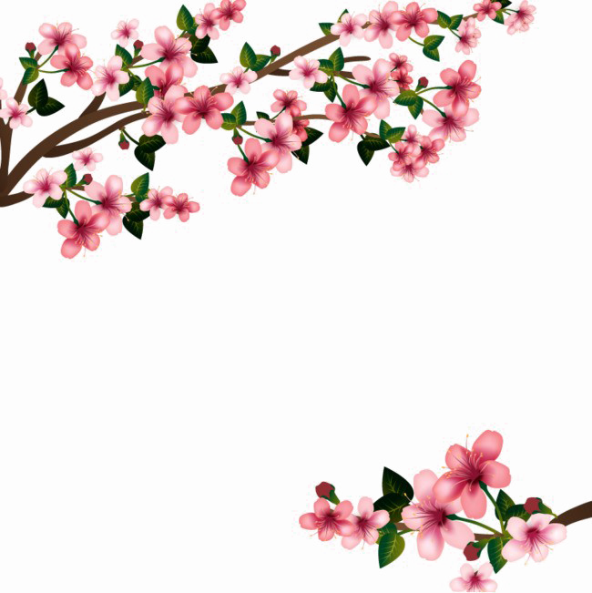 Japanese Flowering Cherry Image HD Image Free PNG Transparent PNG Image