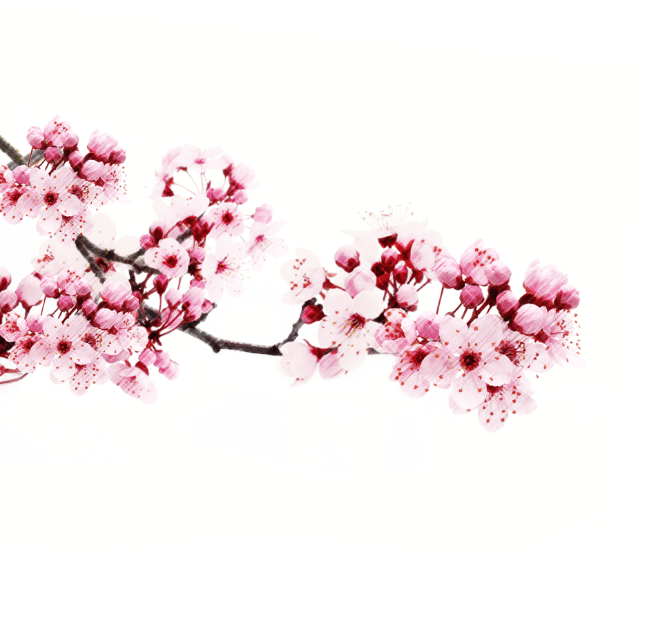 Japanese Flowering Cherry Picture PNG Download Free Transparent PNG Image