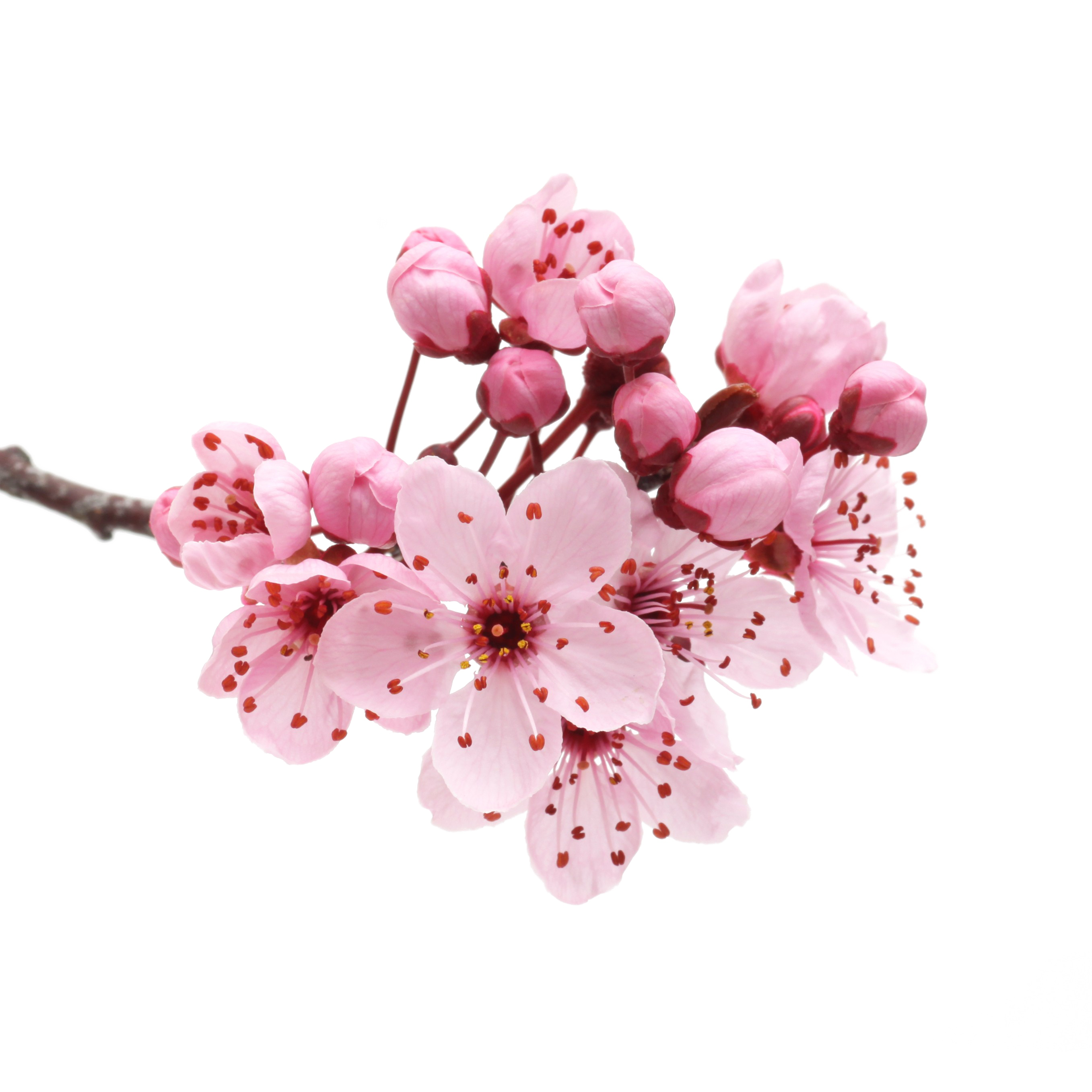 Japanese Flowering Cherry Download Free Image Transparent PNG Image