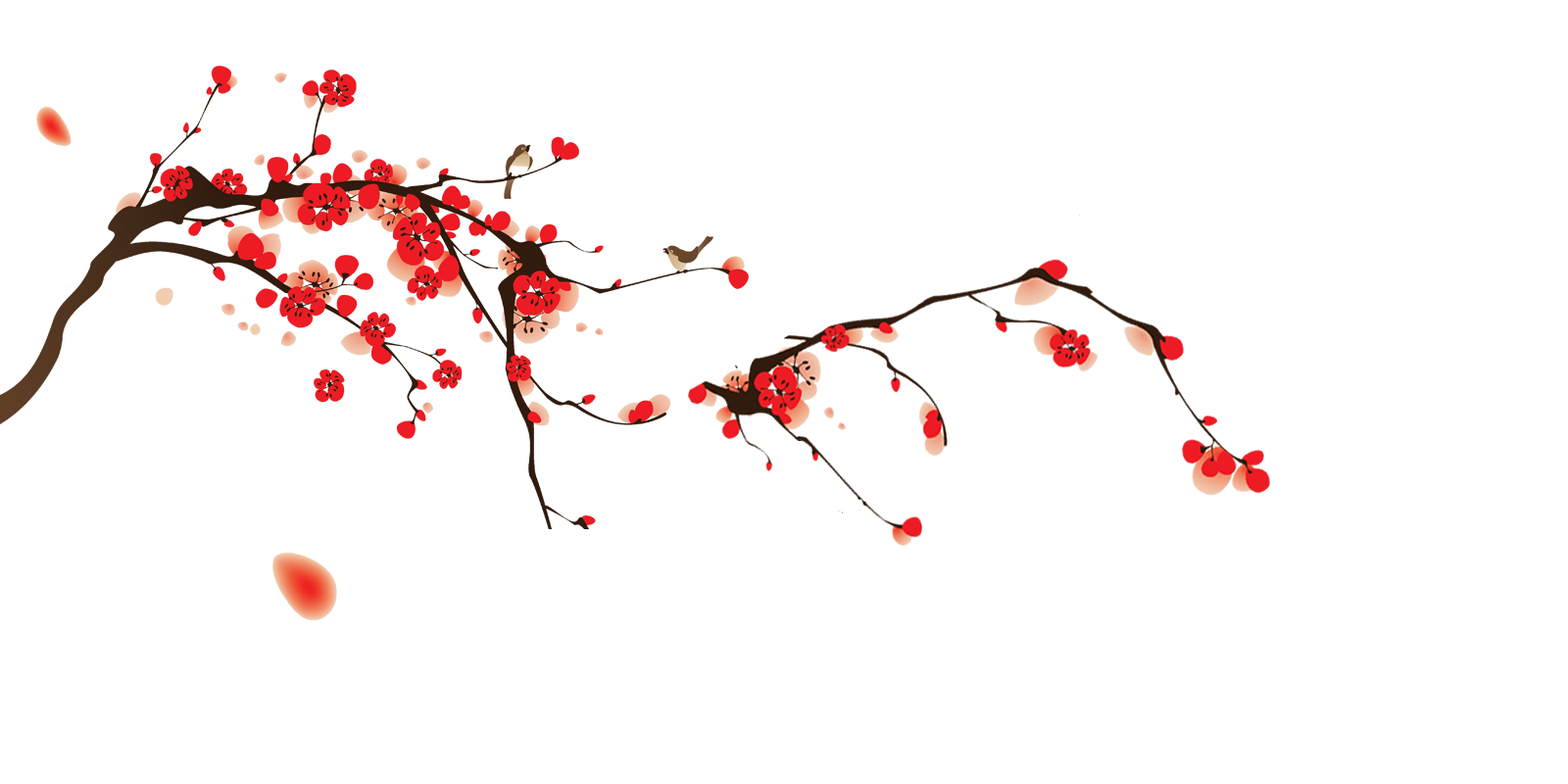 Japanese Flowering Cherry Images Download Free Image Transparent PNG Image