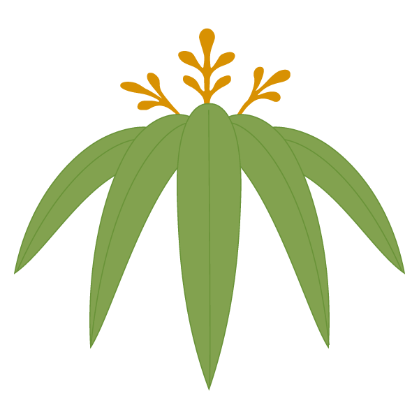 Plants Design Leaf Illustration Graphics Download HD PNG Transparent PNG Image