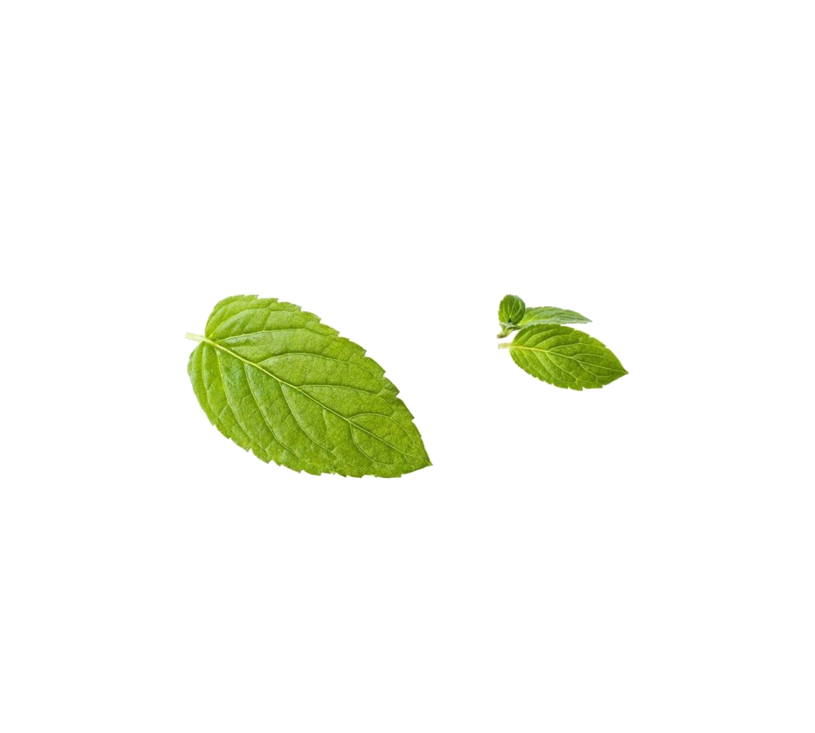 Green Mint Leaf Peppermint Free Download PNG HQ Transparent PNG Image