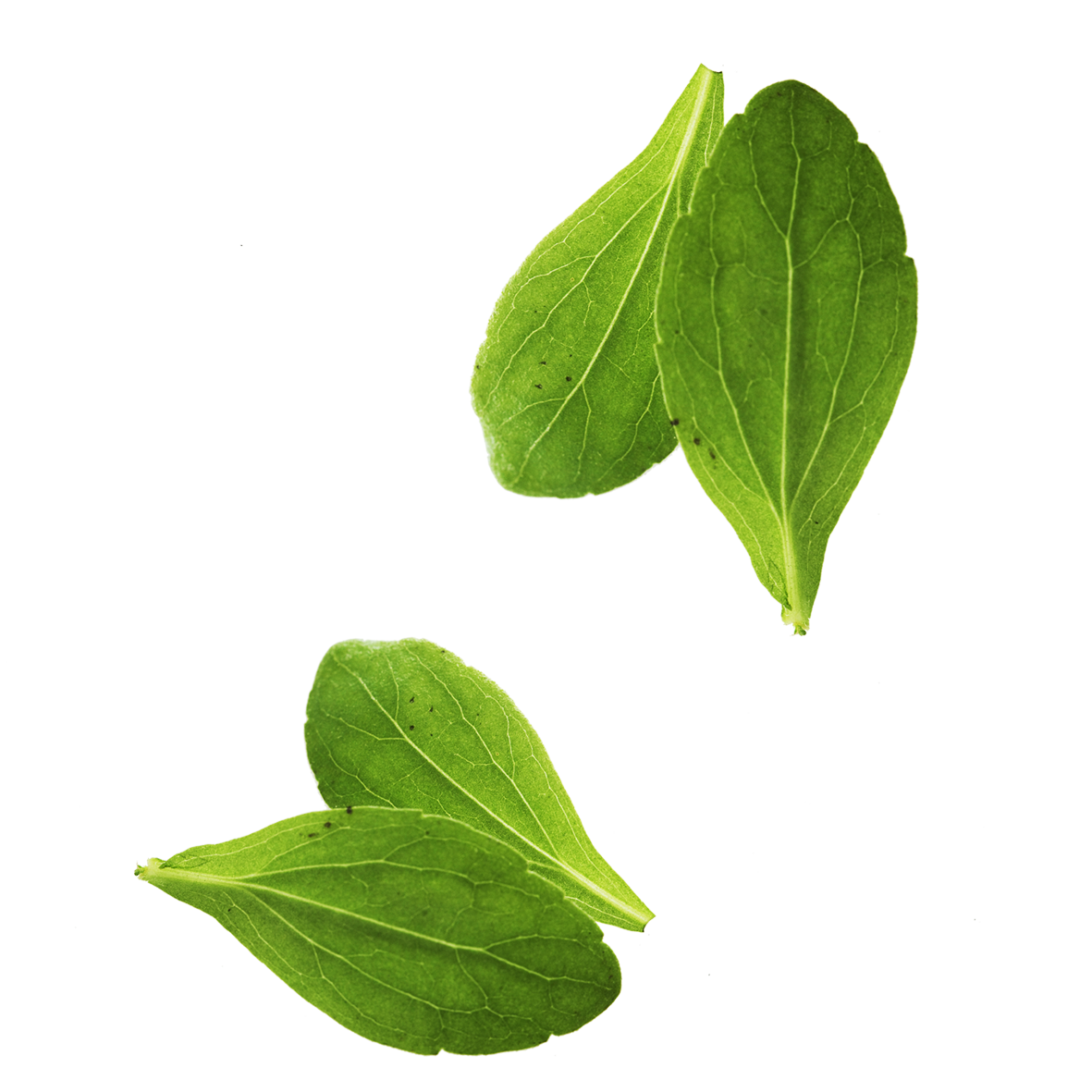 Vegetable Basil Leaves Leaf Free Transparent Image HQ Transparent PNG Image