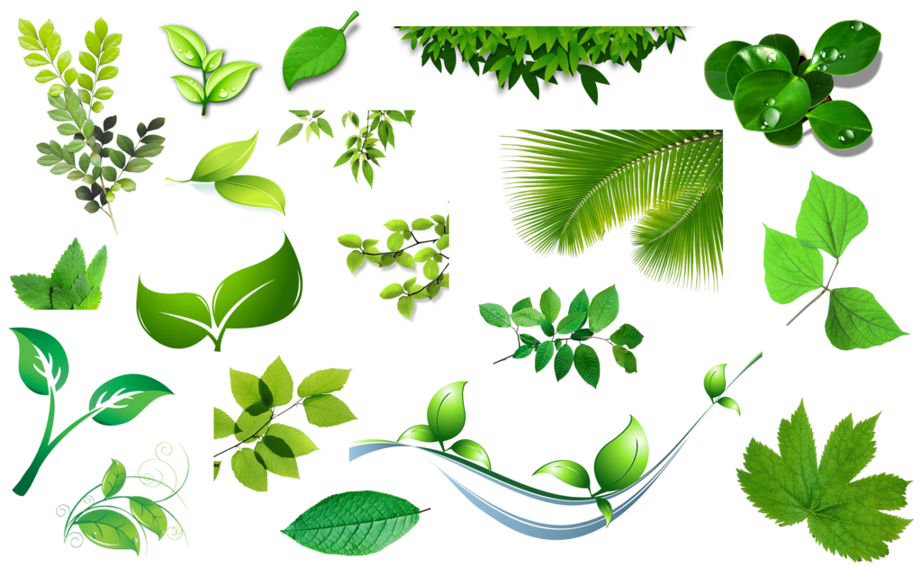 Leaves Picture Transparent PNG Image