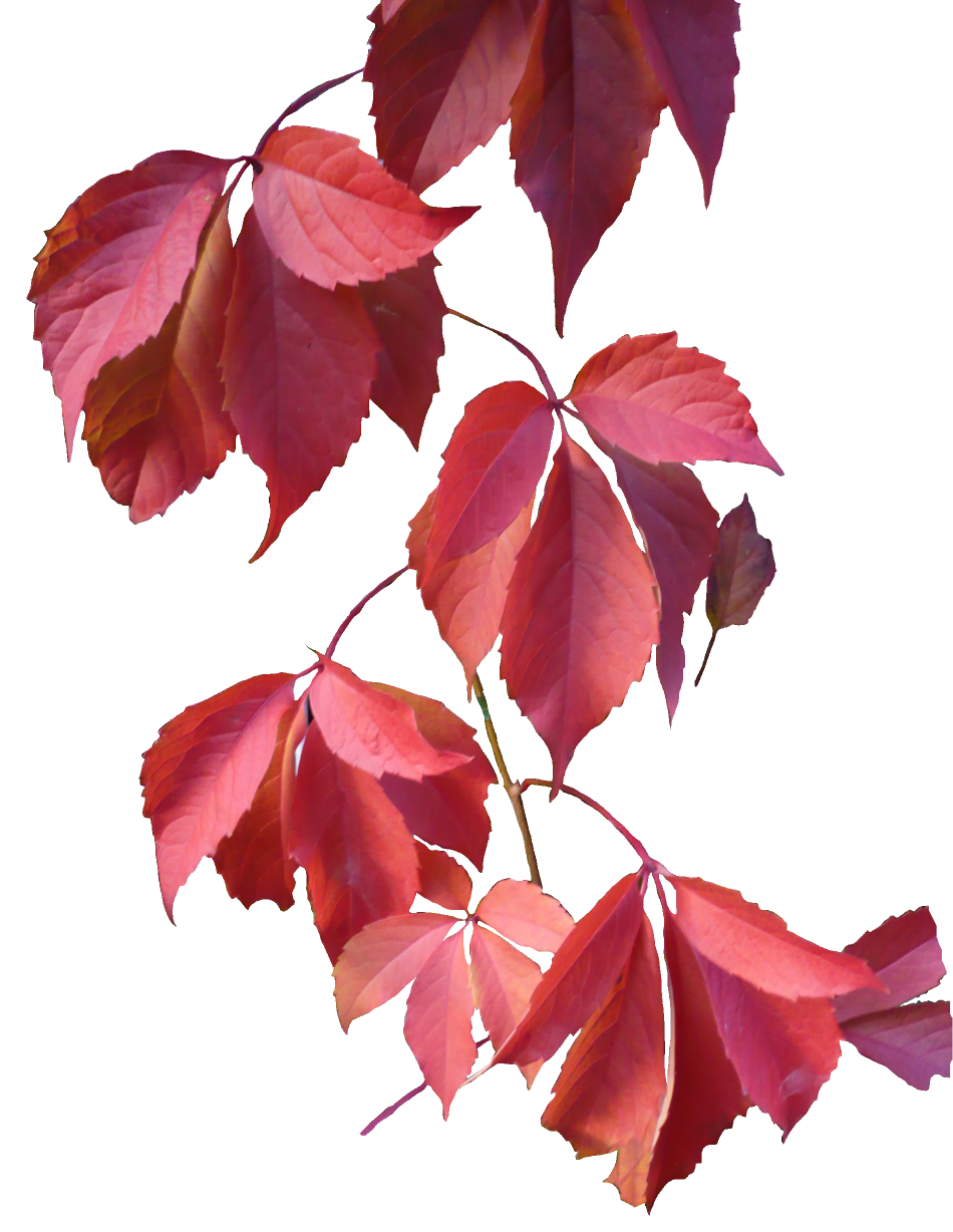 Leaves Png Image Transparent PNG Image