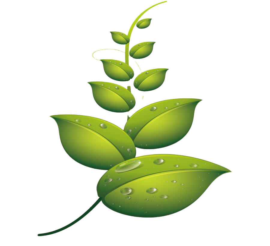 Water Drop Leaf Dew PNG File HD Transparent PNG Image