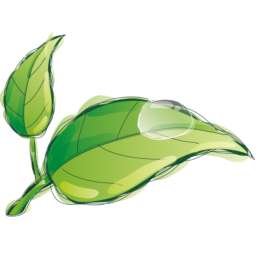 Water Drop Leaf Dew Free Download Image Transparent PNG Image