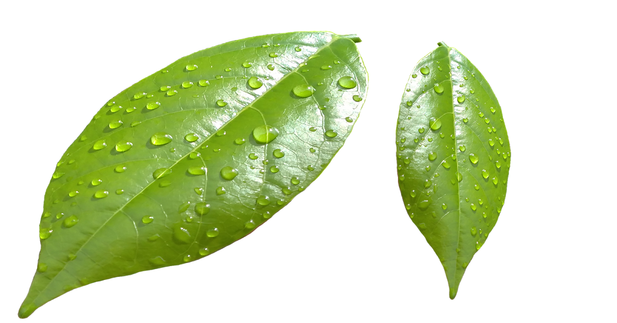 Water Drop Leaf Dew Free Clipart HQ Transparent PNG Image