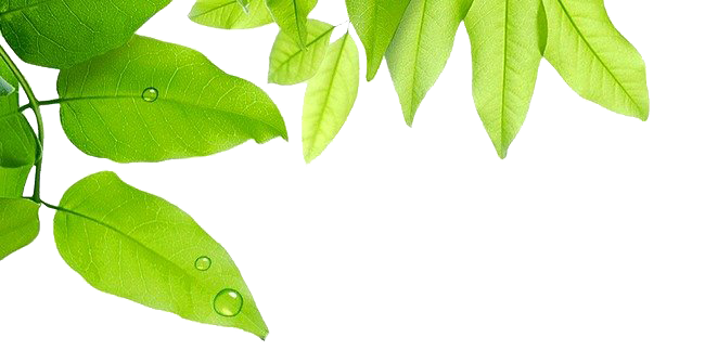 Water Photos Drop Leaf Dew Transparent PNG Image