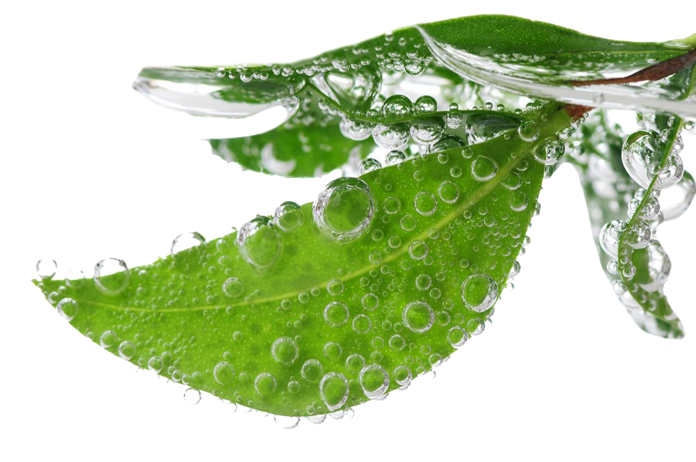 Water Picture Drop Leaf Dew Transparent PNG Image