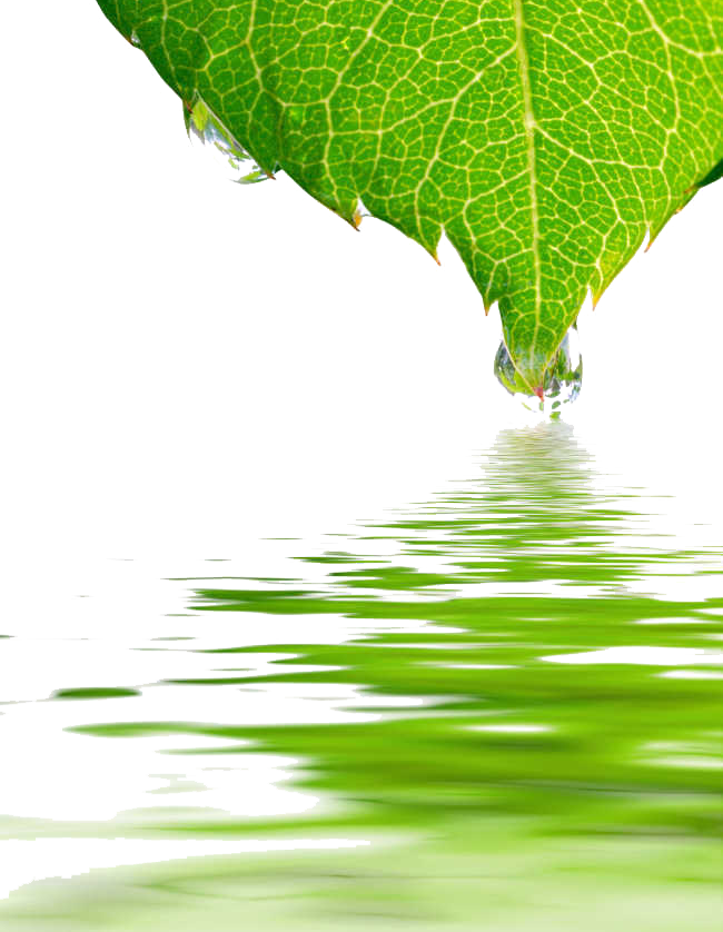 Water Images Drop Leaf Dew Transparent PNG Image