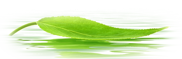 Water Drop Leaf HQ Image Free Transparent PNG Image